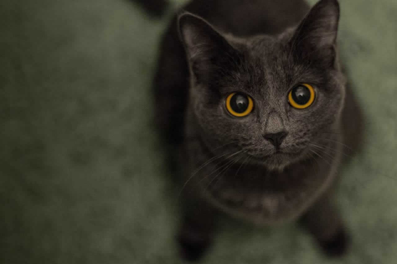 Webdeersign Project13 for RapidWeaver